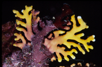 : Distichopora sp.; Lace Coral