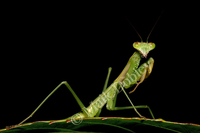 : Miomantis mombasica; Mantis