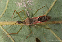 : Zelus sp.; Assassin Bug