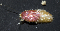 : Stomatella rosaceus