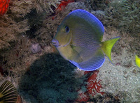 Acanthurus coeruleus, Blue tang surgeonfish: fisheries, aquarium, bait