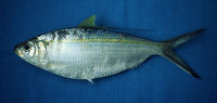 Opisthonema medirastre, Middling thread herring: fisheries, bait