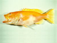 Saloptia powelli, Golden grouper: fisheries, gamefish