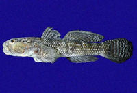Bathygobius ramosus, Panamic frillfin: aquarium