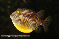 Aracana ornata, Ornate cowfish: