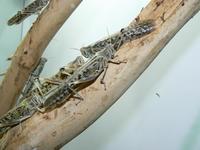 Schistocerca gregaria - Desert locust