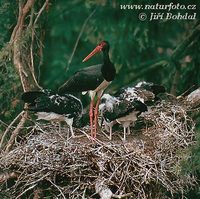 Ciconia nigra - Black Stork