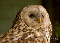 Strix uralensis - Ural Owl