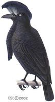 Image of: Cephalopterus ornatus (Amazonian umbrellabird)