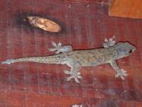 Gekkonidae - Geckoes
