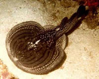 The endemic ornate sleeper ray, Electrolux addisoni. Photograph by Peter Chrystal taken at Aliwa...