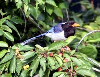 Blue Magpie - Urocissa erythrorhyncha