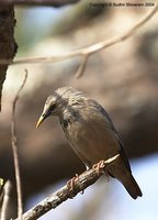 Chestnut-tailed Starling - Sturnia malabarica