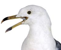 괭이갈매기 Black-tailed Gull | Larus crassirostris