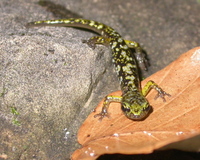 : Aneides aeneus juvenile; Green Salamander