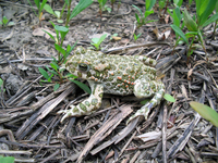 : Bufo viridis; European Green Toad