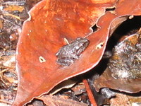 : Craugastor rhodopis