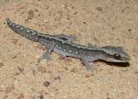 : Diplodactylus granariensis; Western Stone Gecko
