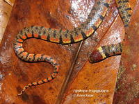 : Hydrops triangularis
