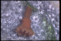 : Haliclystus sp.; Stalked Scyphozoan