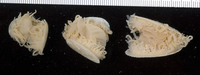 : Limaria fragilis