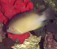 Stegastes leucostictus, Beaugregory: aquarium
