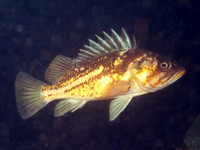Sebastes caurinus, Copper rockfish: fisheries, gamefish, aquarium