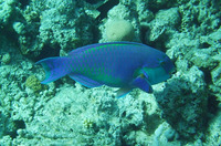Chlorurus gibbus, Heavybeak parrotfish: fisheries, aquarium