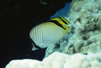 Chaetodon vagabundus, Vagabond butterflyfish: fisheries, aquarium
