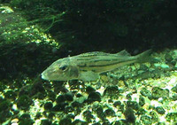 Gymnocephalus schraetser, Schraetzer: gamefish, bait