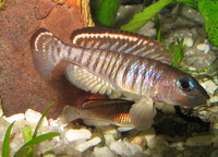 Lamprologus signatus, : aquarium
