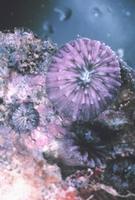 Fungia scutaria - Plate Mushroom Coral