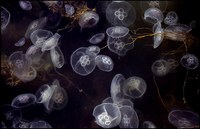 Aurelia aurita - Moon jellyfish