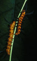 Image of: Syntomeida epilais (oleander caterpillar)