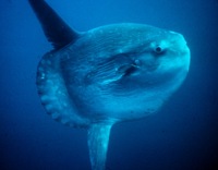 Mola mola - Giant Sunfish