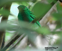 Green Broadbill - Calyptomena viridis