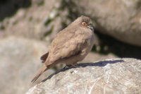 Bare-eyed Ground-Dove - Metriopelia morenoi