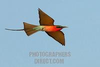 southern carmine bee eater in flight stock photo