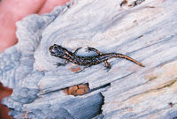 : Aneides vagrans; Wandering Salamander