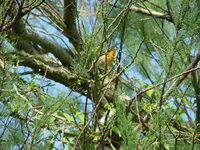: Dendroica fusca; Blackburnian Warbler