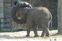 : Elephas maximus; Asian Elephant