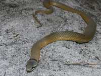 : Elapognathus coronatus; Western Crowned Snake