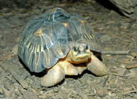 : Geochelone radiata; Radiated Tortoise