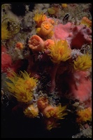 : Tubastraea coccinea; Orange Cup Coral