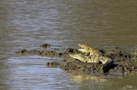 Crocodylus palustris  Mugger Crocodile photo