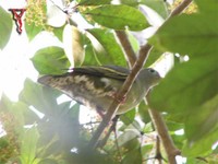 Thick-billed Pigeon(Treron curvirostra)