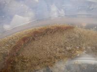 Nereis diversicolor - Harbour Ragworm