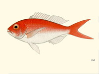 Pristipomoides macrophthalmus, Cardinal snapper: fisheries
