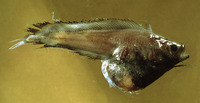 Rhynchogadus hepaticus, :