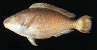 Hipposcarus longiceps, Pacific longnose parrotfish: fisheries